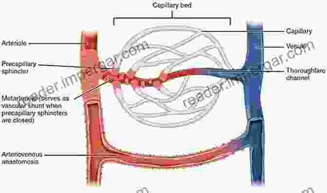 A Diagram Of The Microcirculation, Showing The Flow Of Blood Through Capillaries, Arterioles, And Venules The Physiology And Pharmacology Of The Microcirculation