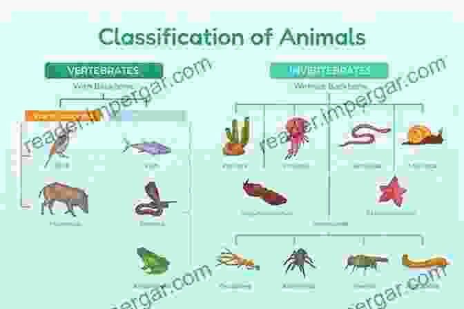 A Diverse Array Of Animals Showcases The Remarkable Adaptations That Enable Them To Thrive In Diverse Environments. How Animals Work Knut Schmidt Nielsen