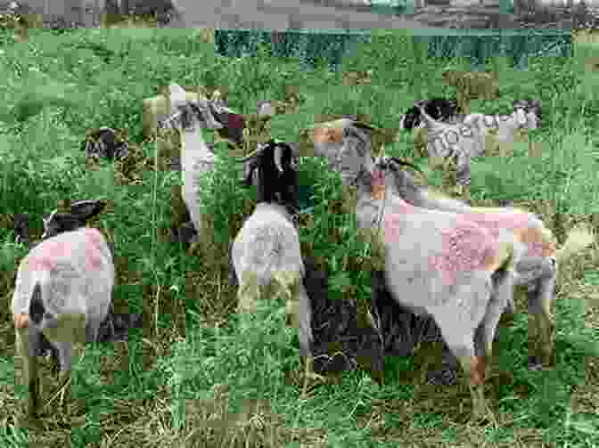 A Flock Of Goats Grazing Peacefully In A Lush Garden How To Garden For Goats: Gardening Foraging Small Scale Grain And Hay More (The Little Of Homestead How Tos From 5 Acres A Dream 6)