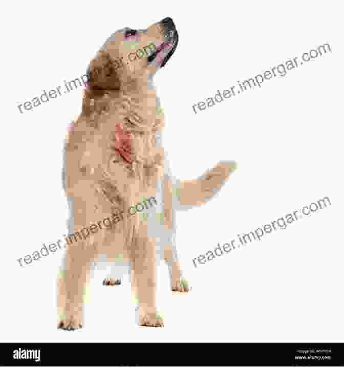 A Golden Retriever Standing In A Field, Looking Curiously At The Camera Dog Have Mercy (Cozy Dog Mystery): Golden Retriever Mystery #6 (Golden Retriever Mysteries)