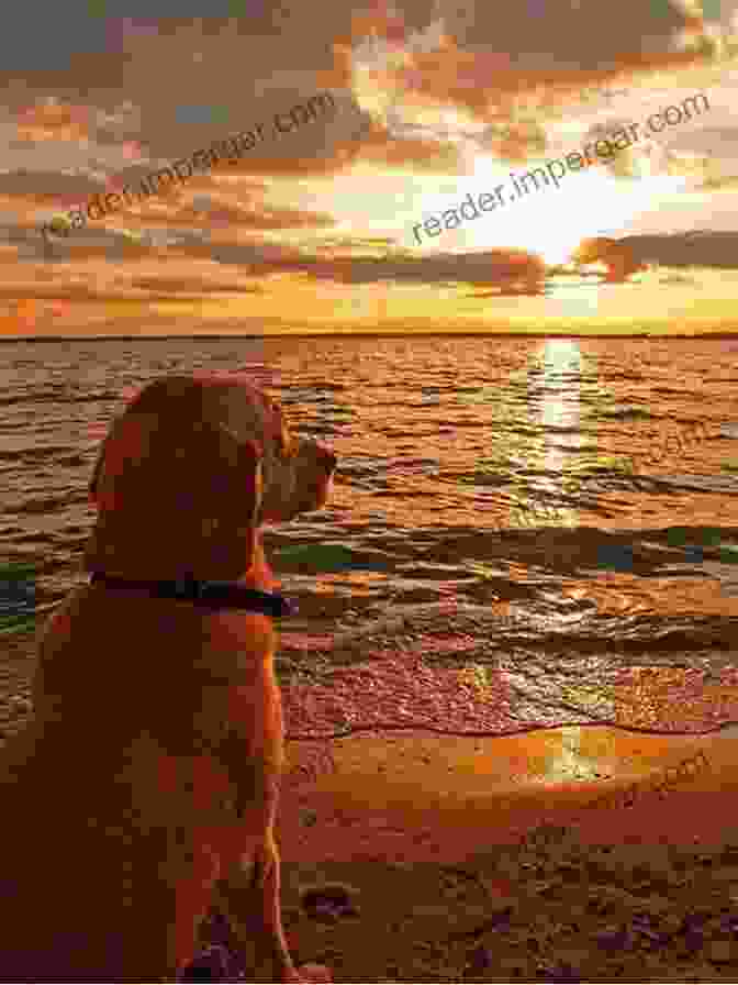 A Golden Retriever Standing On A Hilltop, Looking Out At The Sunset Dog Have Mercy (Cozy Dog Mystery): Golden Retriever Mystery #6 (Golden Retriever Mysteries)