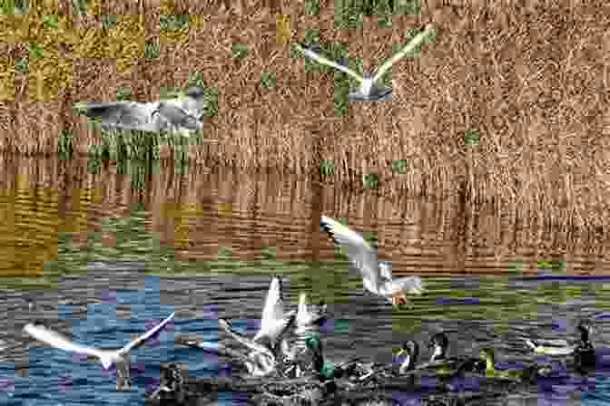 A Group Of Birds Flying Over A Lake In Florida 50 Things To Know About Birds In Florida : Birding In The Sunshine State (50 Things To Know About Birds United States)