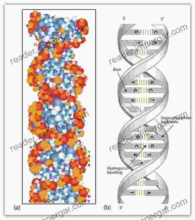 A Representation Of The Double Helix Structure Of DNA Biophysics For Dummies Michael J Hughes