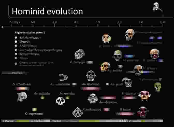 A Timeline Of Human Evolution, Showing The Relationships Between Different Hominid Species. The Neanderthals Rediscovered: How Modern Science Is Rewriting Their Story