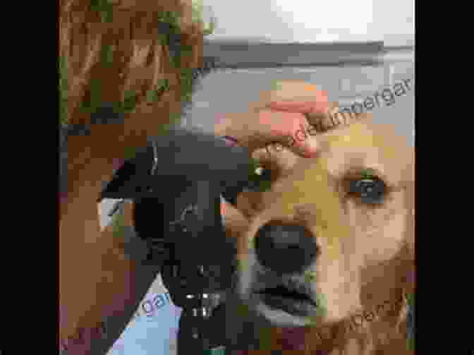 A Veterinarian Examines A Dog's Eye With An Ophthalmoscope. Veterinary Ophthalmology Kirk N Gelatt