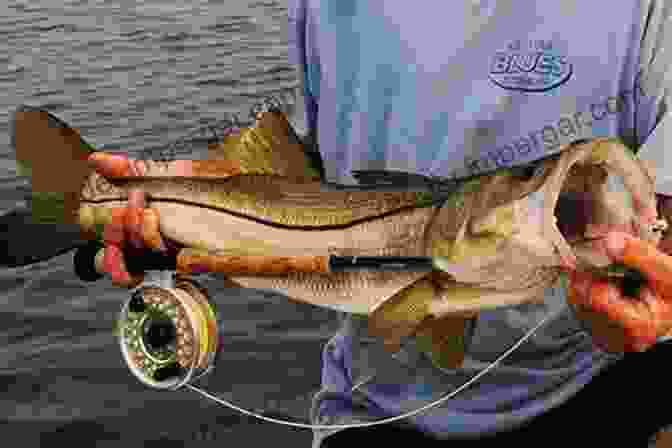 An Angler Holding A Large Snook Caught In Southwest Florida What I Know About Fishing Southwest Florida