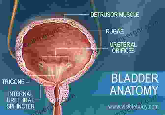 Anatomy Of The Bladder Neck, Including The Internal Urethral Sphincter, External Urethral Sphincter, Urethral Mucosa, And Trigone. Structure And Function Of The Bladder Neck (Advances In Anatomy Embryology And Cell Biology 159)