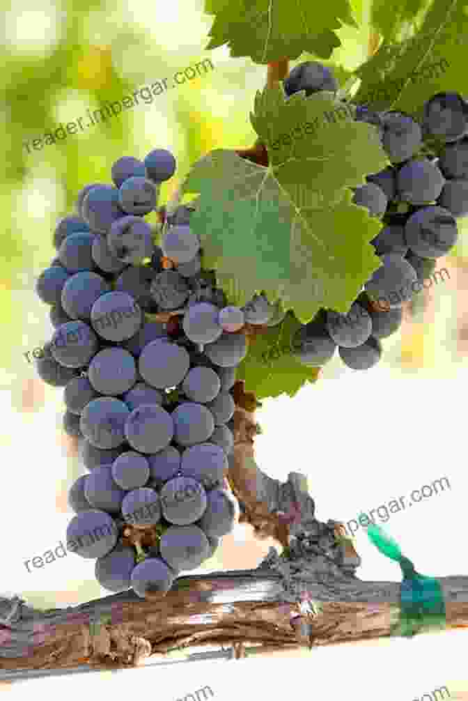 Close Up Of Ripe Cabernet Sauvignon Grapes The Wines Of The Napa Valley