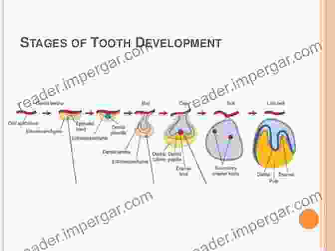 Detailed Illustration Of Tooth Development Stages Student Workbook For Illustrated Dental Embryology Histology And Anatomy E