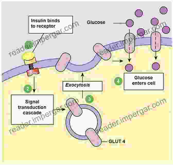 Diagram Illustrating The Interplay Between Insulin, Beta Cells, And Glucose Metabolism Beating Type 2 Diabetes: Natural And Simple Methods To Reverse Diabetes For Good