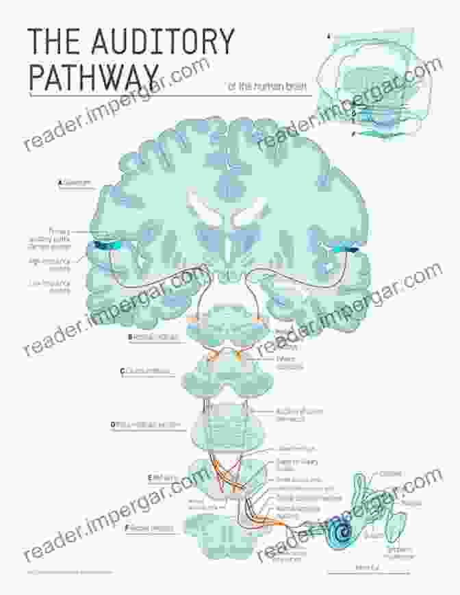 Illustration Of The Auditory System And Neural Pathways Involved In Voice Perception The Oxford Handbook Of Voice Perception (Oxford Library Of Psychology)