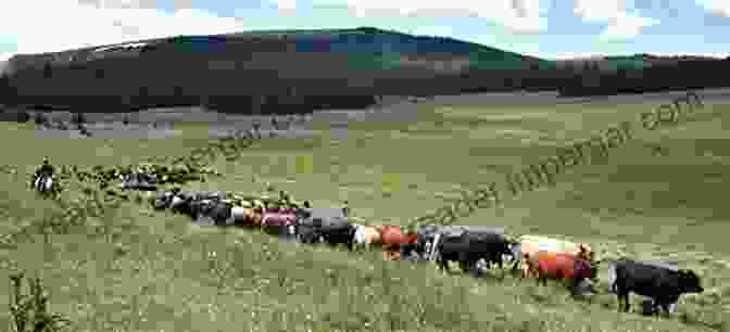 Large Herd Of Cattle Being Driven Across Open Range Home Land: Ranching And A West That Works (Rocky Mountain Land Library)