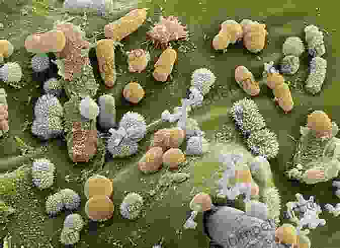 Microscopic View Of Microbes In Food FOOD MICROBIOLOGY AND SAFETY: Guidelines For Kitchen Security And Health Food Safety And Hygiene Practices