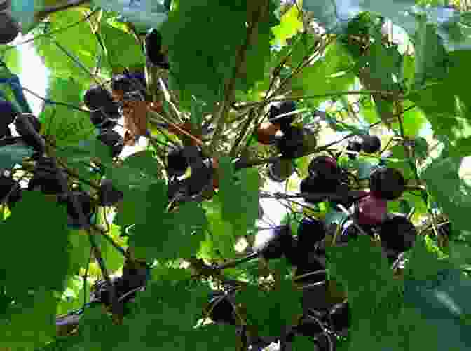 Muscadine Grapes Ripening On The Vine Georgia Vineyards And Wineries: A Historical Guide To Modern Georgia Wines 2024