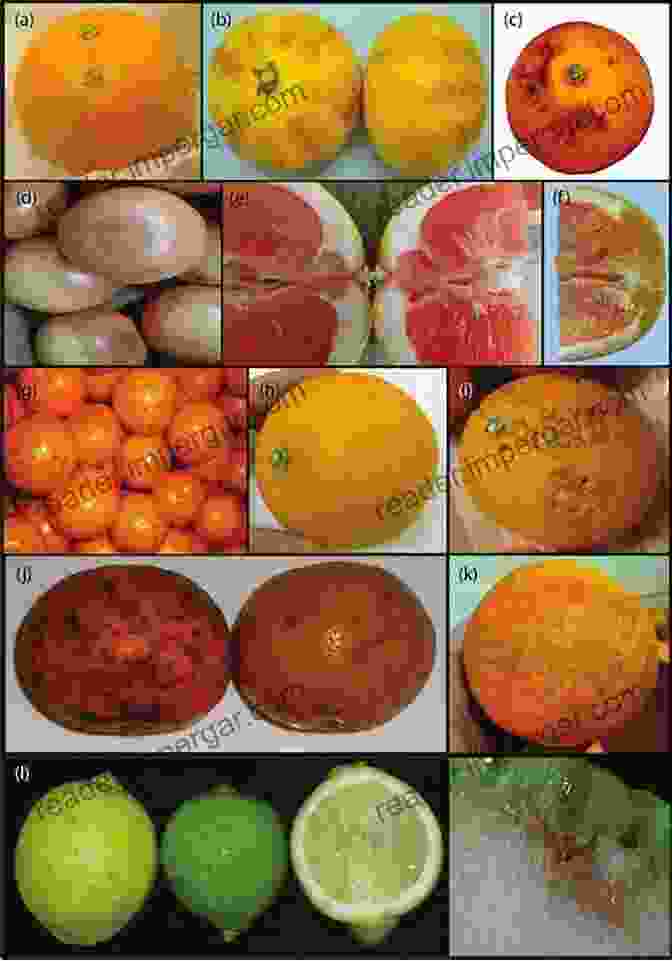 Post Harvest Diseases Damage On Fruits And Vegetables Post Harvest Pathology (Plant Pathology In The 21st Century 2)