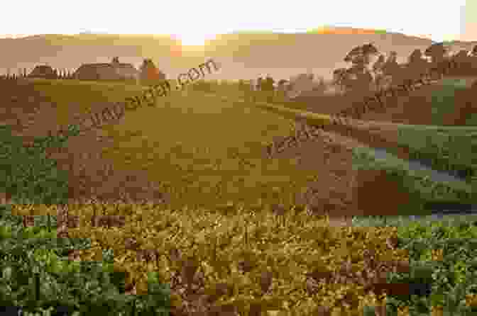 Rolling Hills And Vineyards Of Napa Valley The Wines Of The Napa Valley