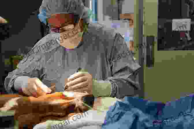 Veterinarian Performing Eye Surgery On A Dog. Veterinary Ophthalmology Kirk N Gelatt