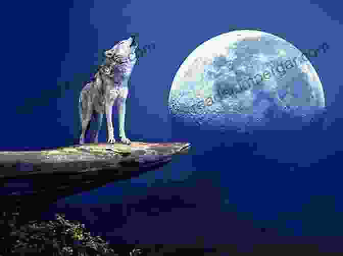 Wolf Howling At Moon Wolf L David Mech