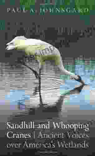 Sandhill And Whooping Cranes: Ancient Voices Over America S Wetlands