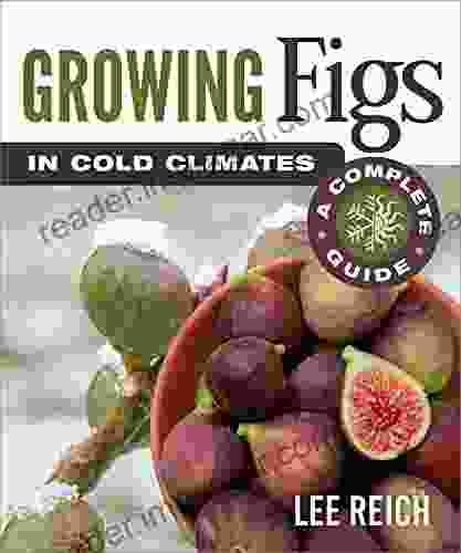 Growing Figs In Cold Climates: A Complete Guide