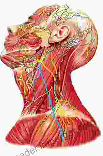 Illustrated Anatomy Of The Head And Neck E