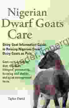 Nigerian Dwarf Goats Care Taylor David