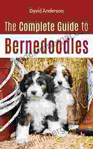 The Complete Guide To Bernedoodles: Everything You Need To Know To Successfully Raise Your Bernedoodle Puppy